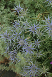 Eryngium bourgatii 'Picos Blue' RCP6-2014 258.JPG